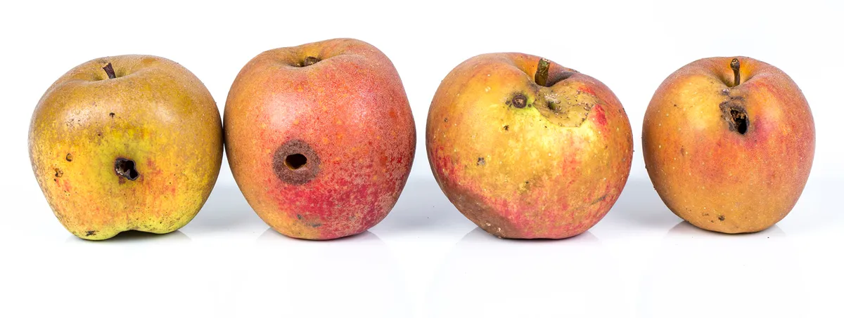 Four Worm Apple Maggot Larva Eating Apple damaged on White Background